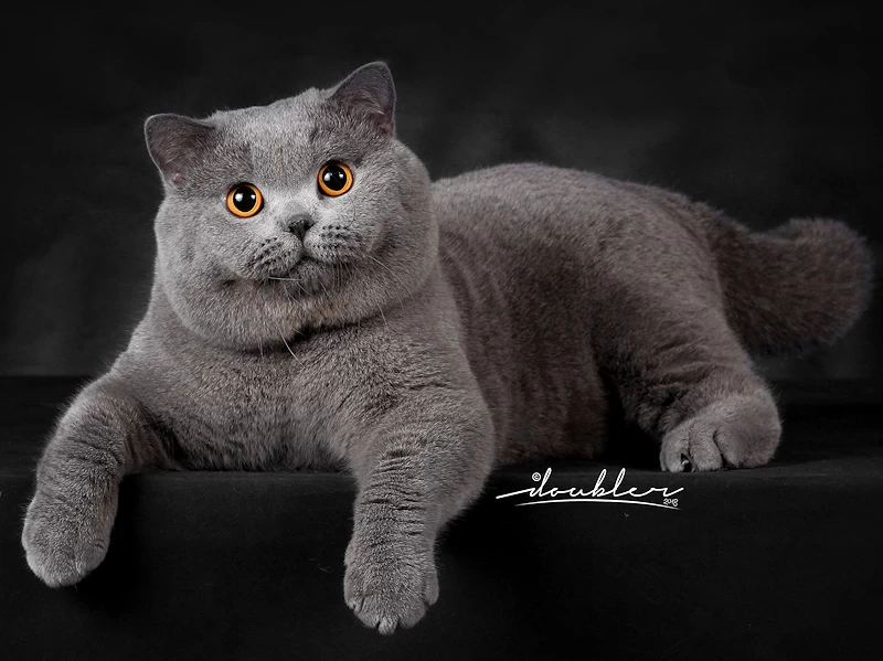 Buy British Shorthair kitten in Greater Noida - GoodPaws