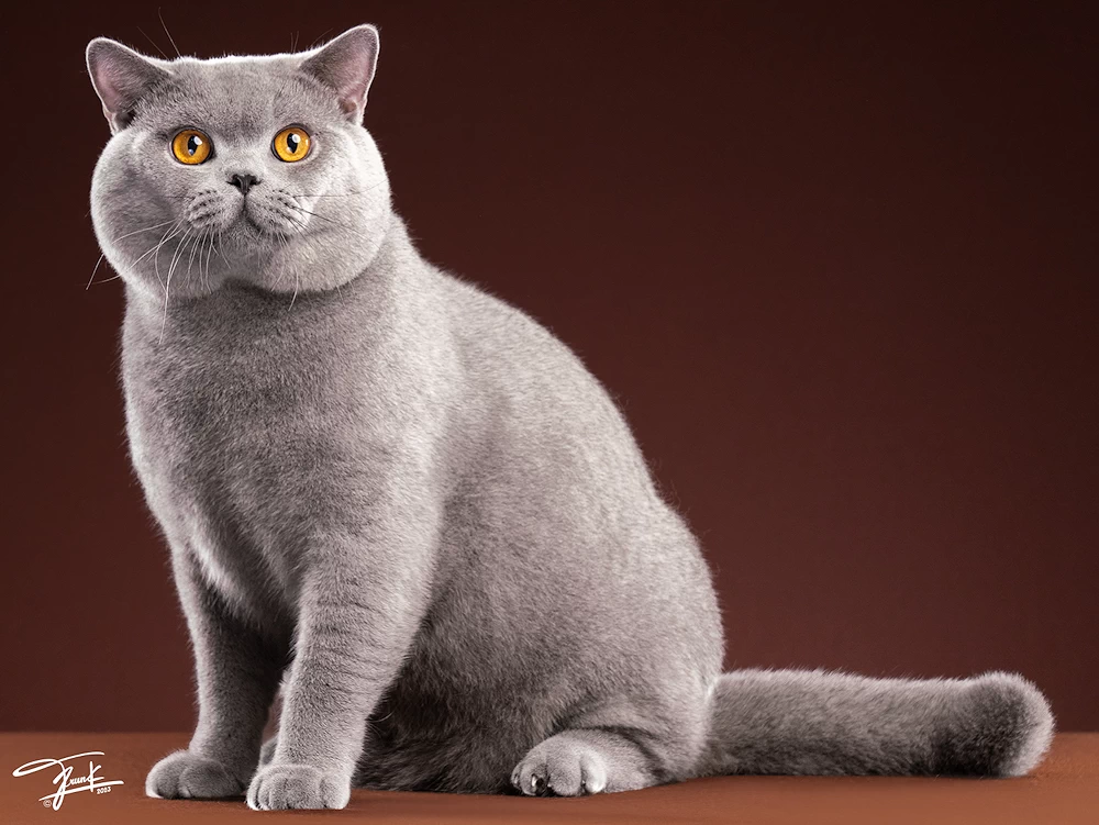 British Shorthair kittens for sale in Ghaziabad