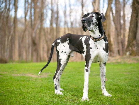Great Dane puppy available in Gurgaon - GoodPaws
