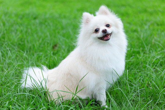 Pomeranian Puppies for Sale in Gurgaon - GoodPaws