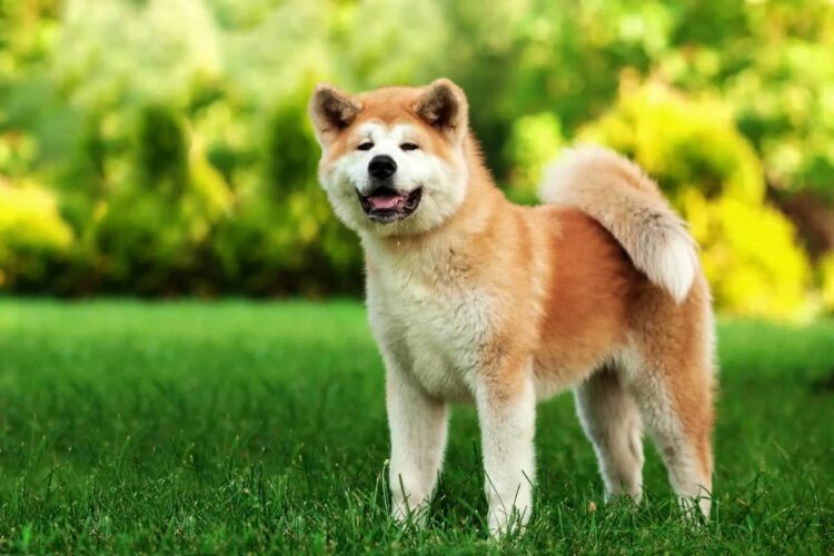 Akita puppies for sale Ghaziabad - GoodPaws