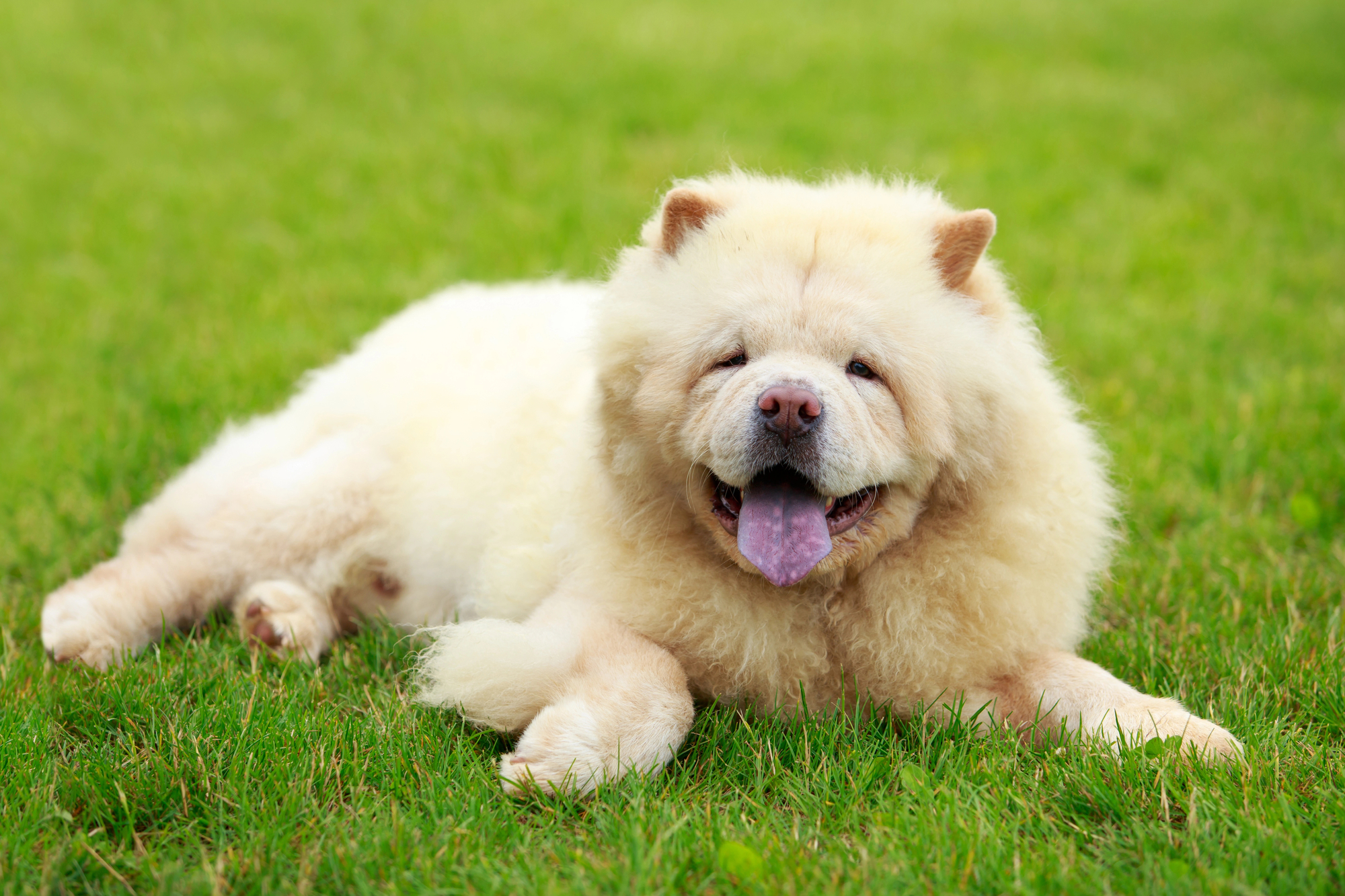 Chow Chow puppy for sale in Pune - GoodPaws