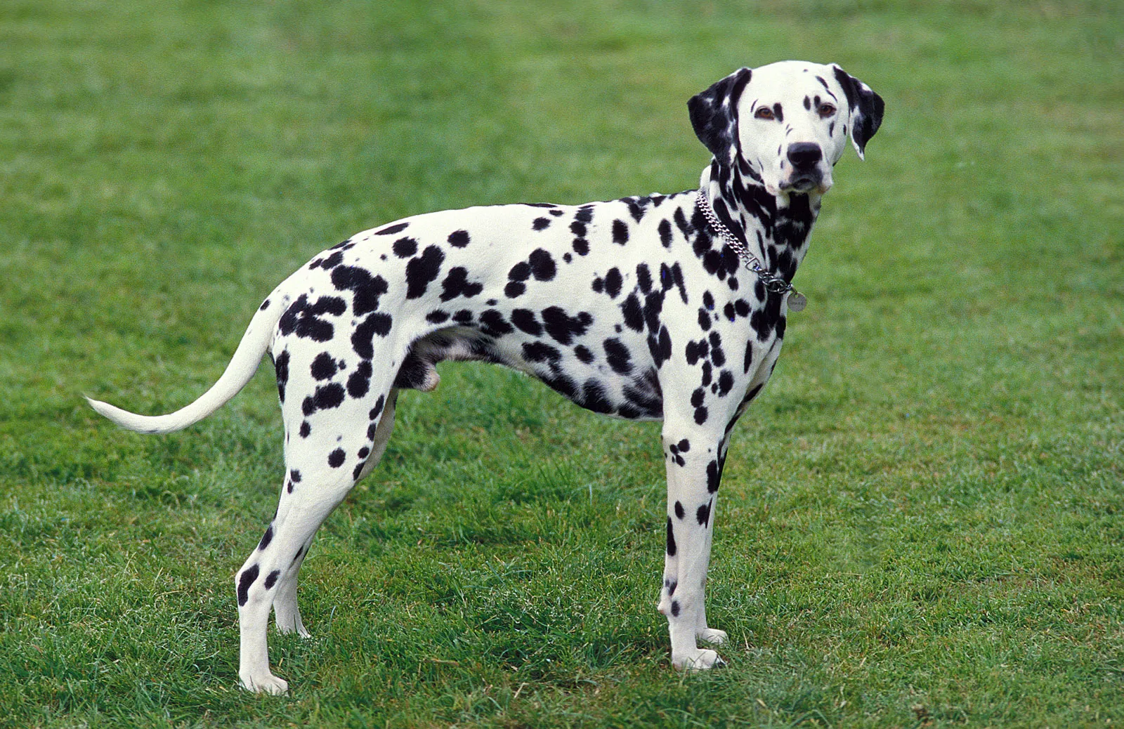 Dalmatian puppies for sale Chennai - GoodPaws