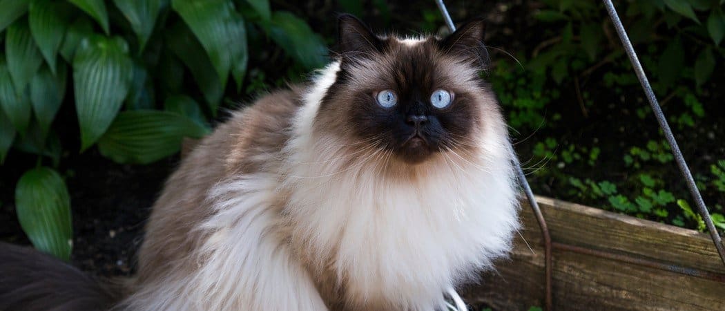 Buy Himalayan kitten in Noida - GoodPaws