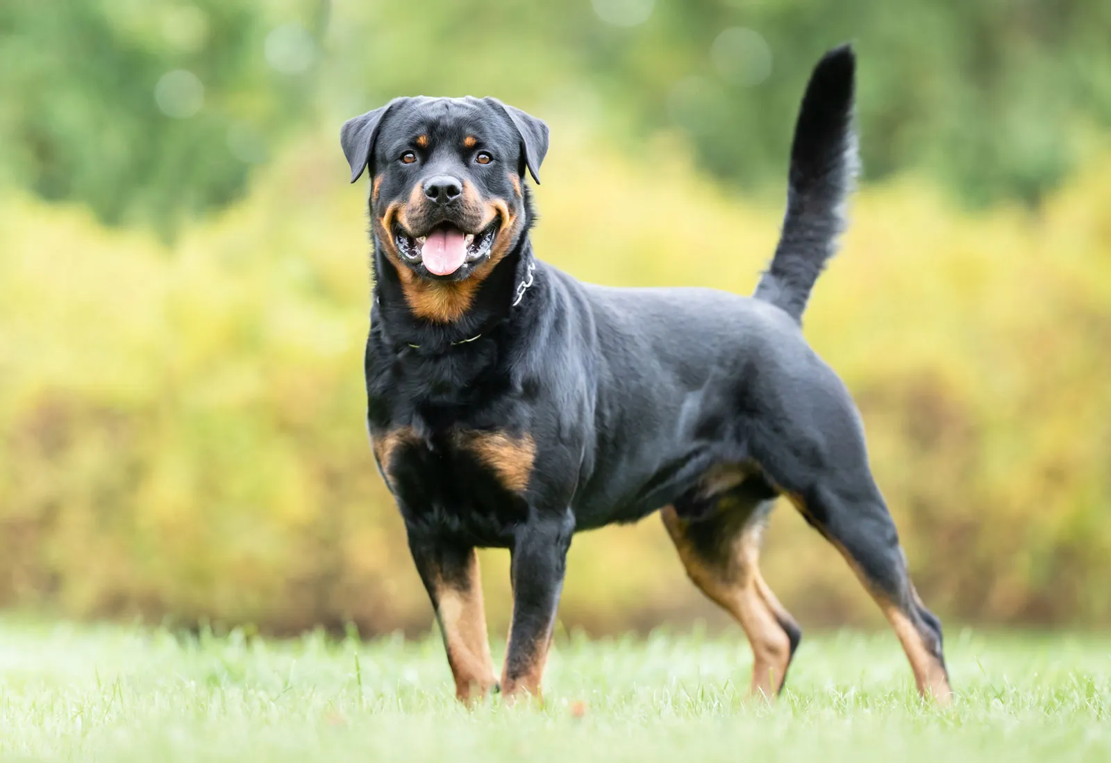 Rottweiler Puppies for Sale in Chennai - GoodPaws
