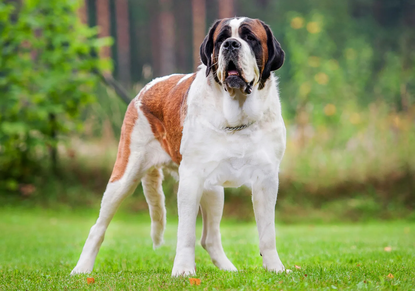 Saint Bernard puppies Greater Noida - GoodPaws