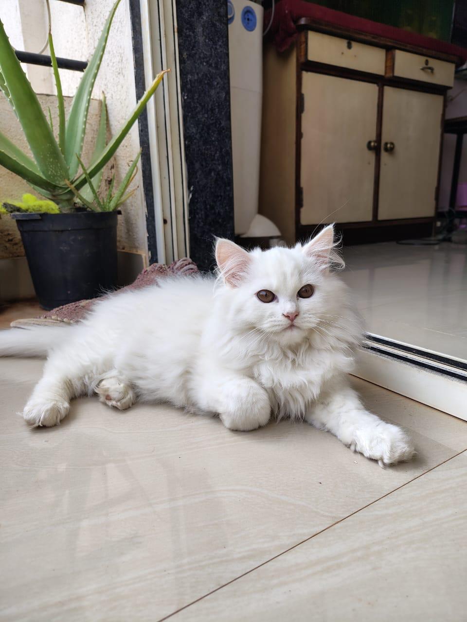  Persian kitten for sale in Bangalore