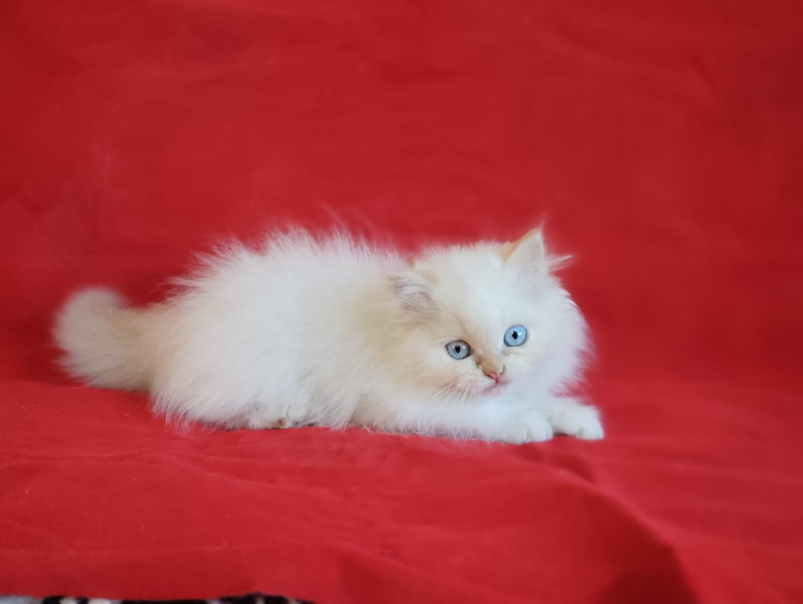 White Persian kitten for sale in hyderabad