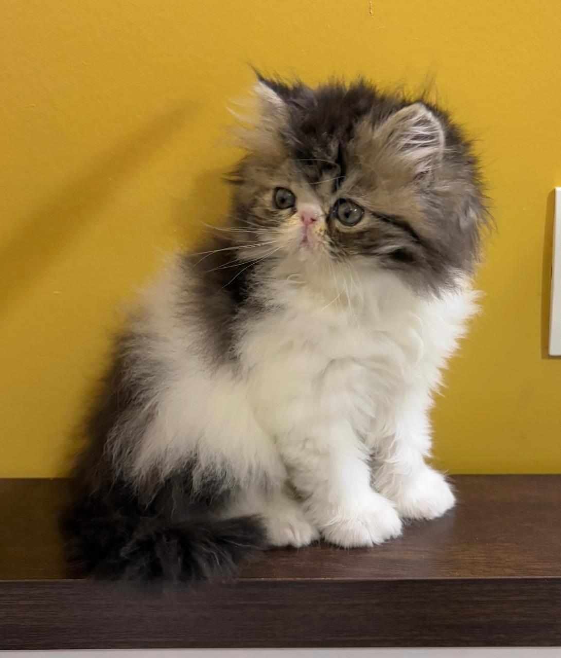 Persian kitten for sale in delhi