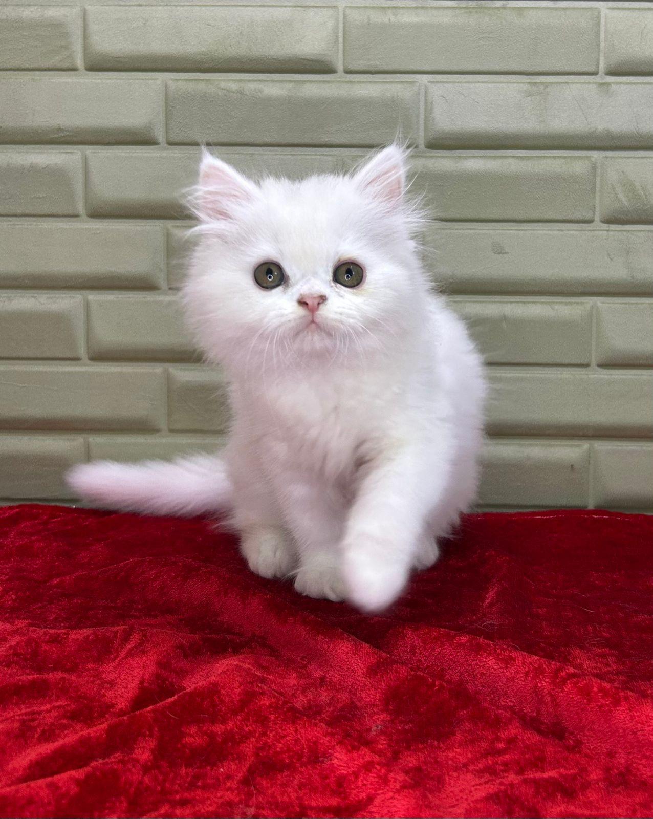 White Persian kitten for sale in mumbai
