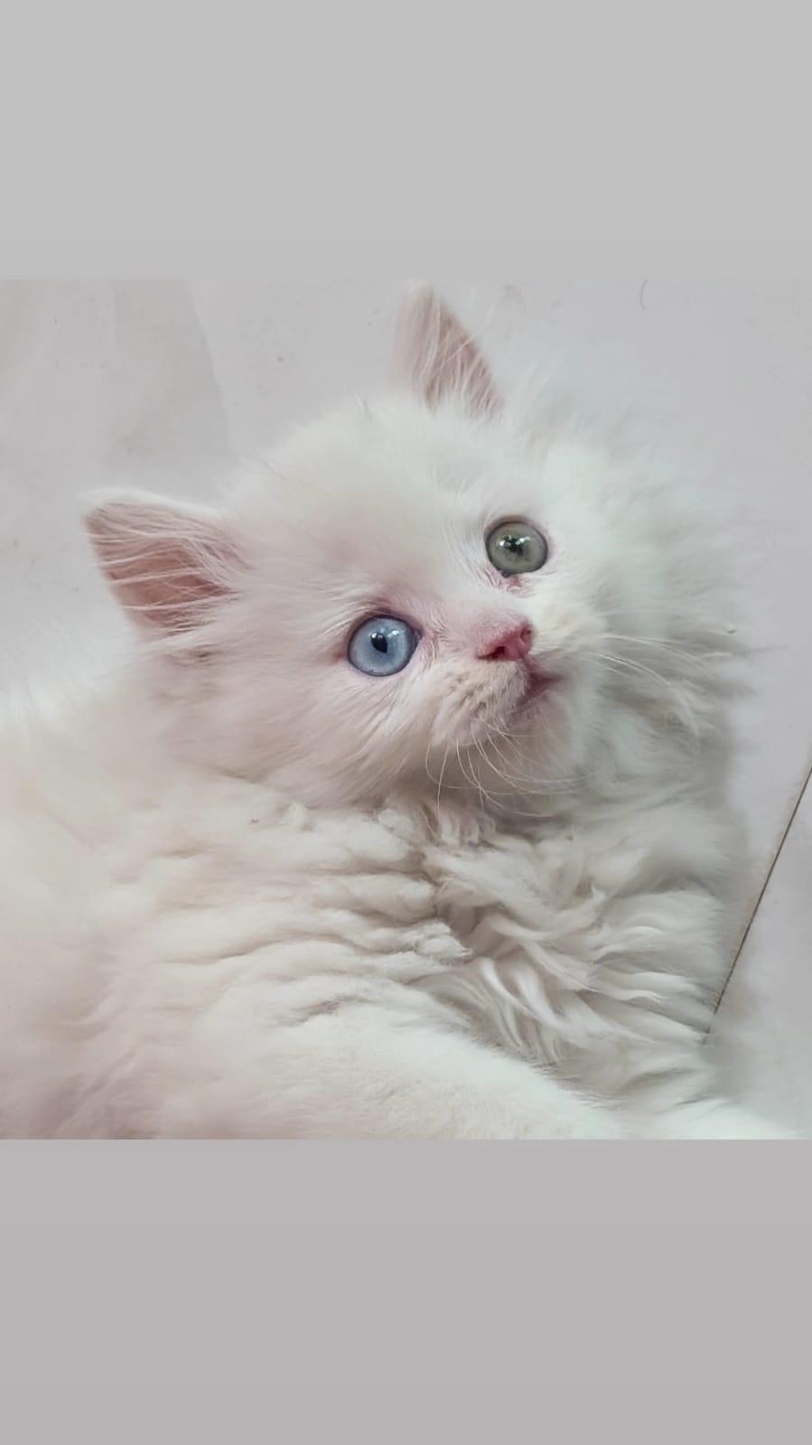 White Persian kitten for sale in delhi