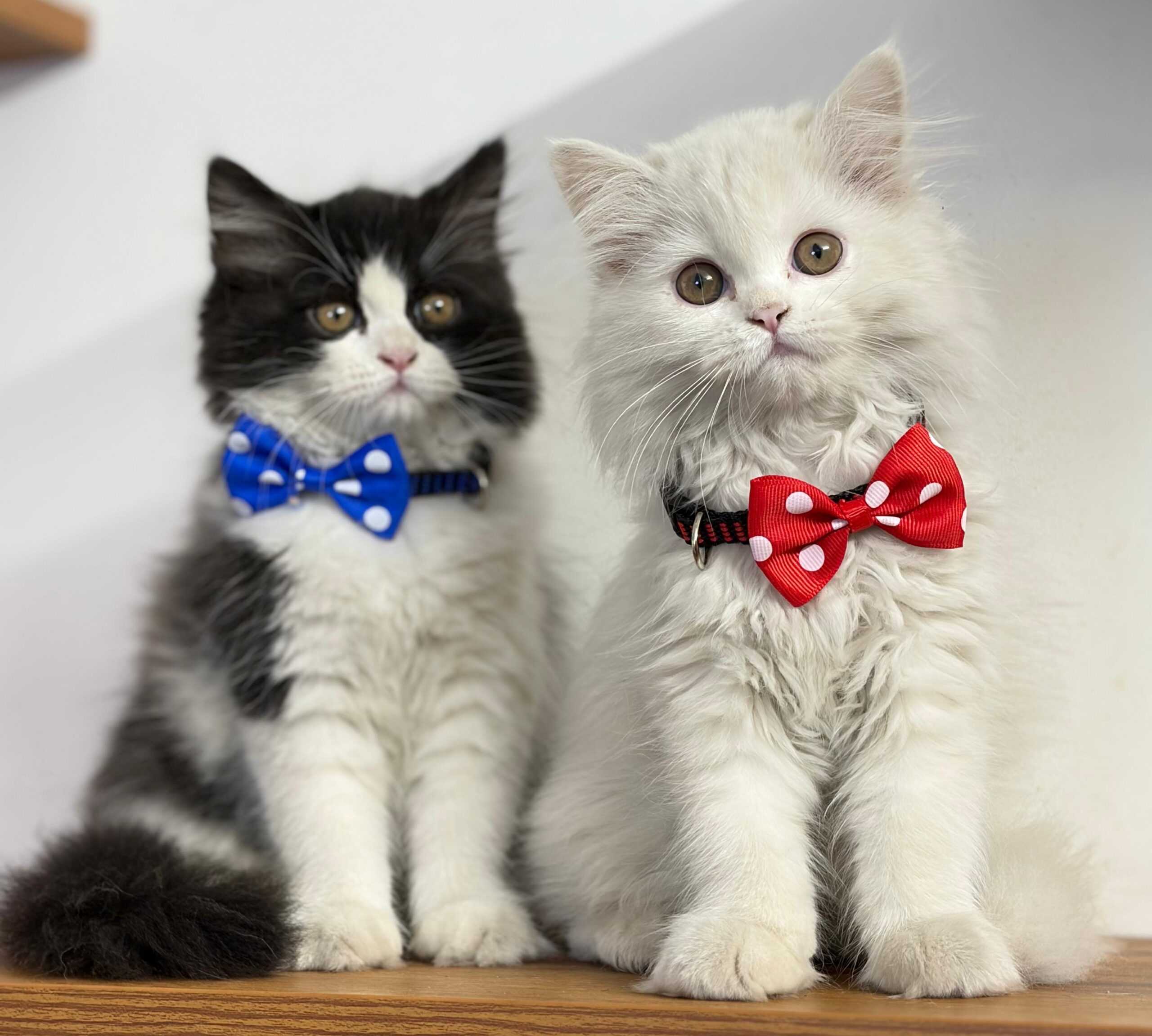 ruby Persian kitten for sale in Pune