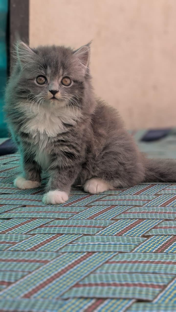 grey Persian kitten for sale in delhi