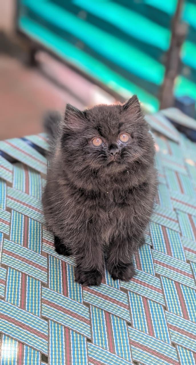 Grey Persian kitten for sale in delhi
