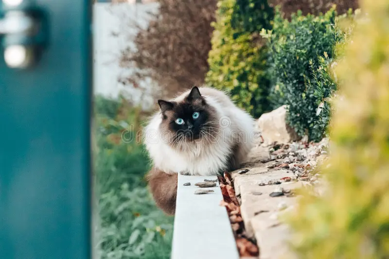 Buy Siamese kitten in Chennai - GoodPaws