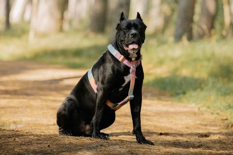 Cane Corso puppies Greater Noida - GoodPaws