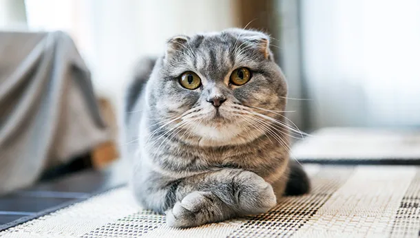 Buy Scottish Fold kitten in Noida - GoodPaws
