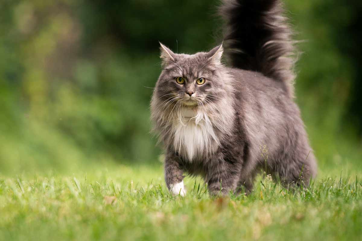 Buy Maine Coon kitten in Noida - GoodPaws