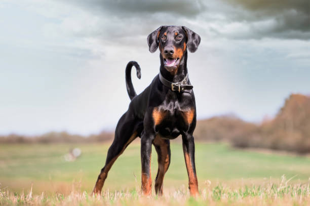 Doberman puppy Greater Noida - GoodPaws