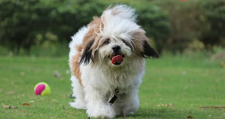 Lhasa Apso puppies for sale Ghaziabad - GoodPaws