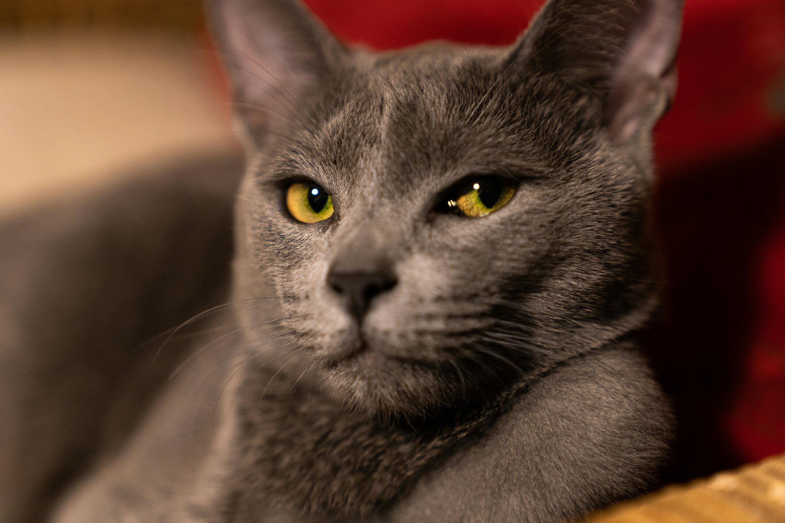 Russian Blue Cat