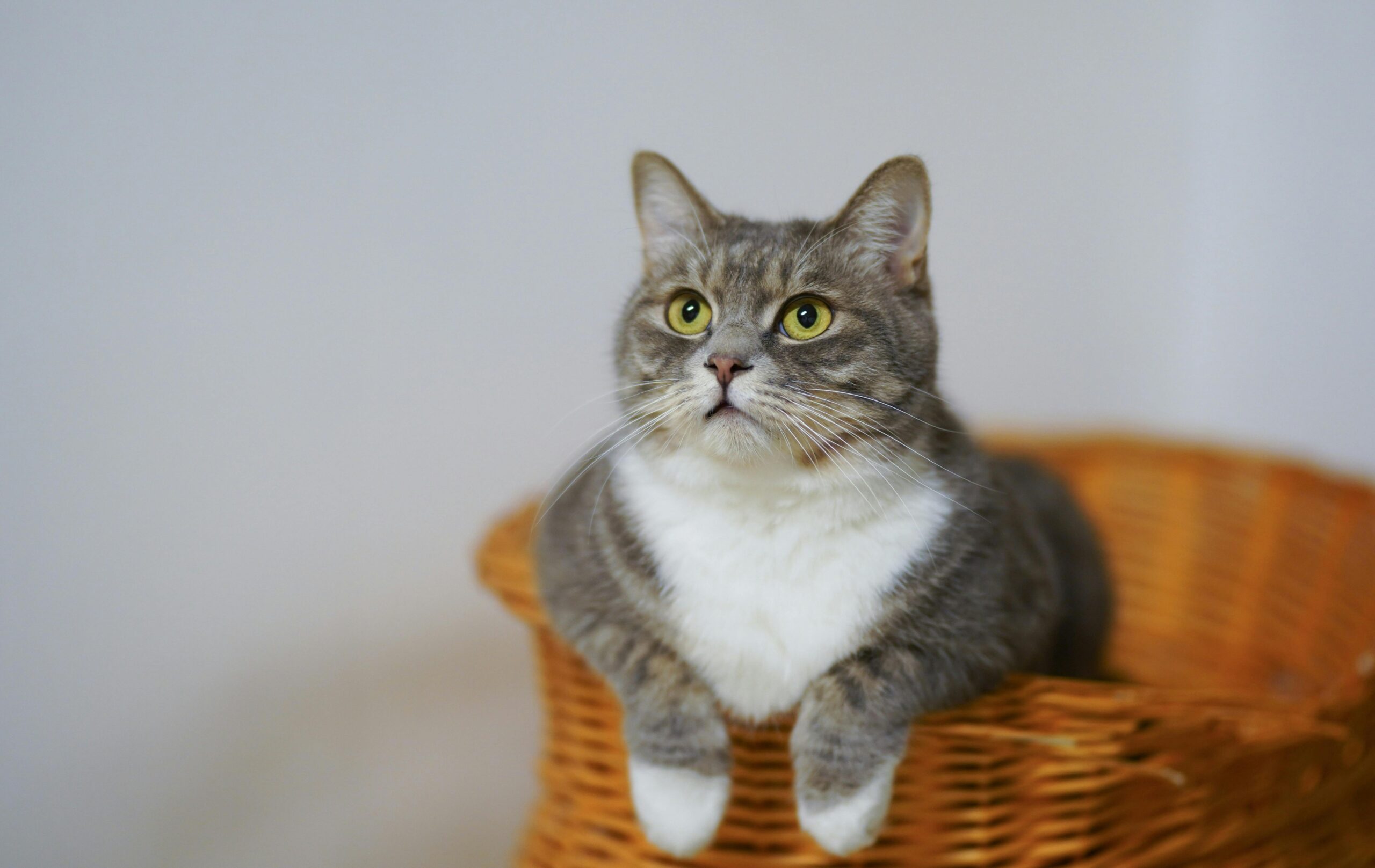 American Shorthair Cat