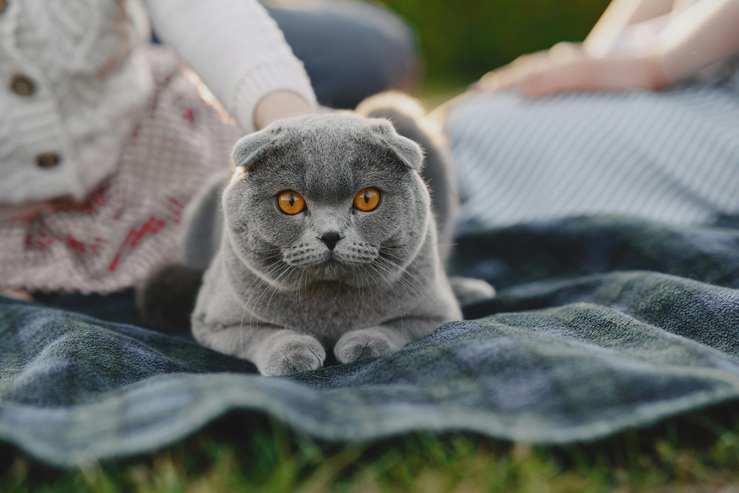 Scottish Fold Cat