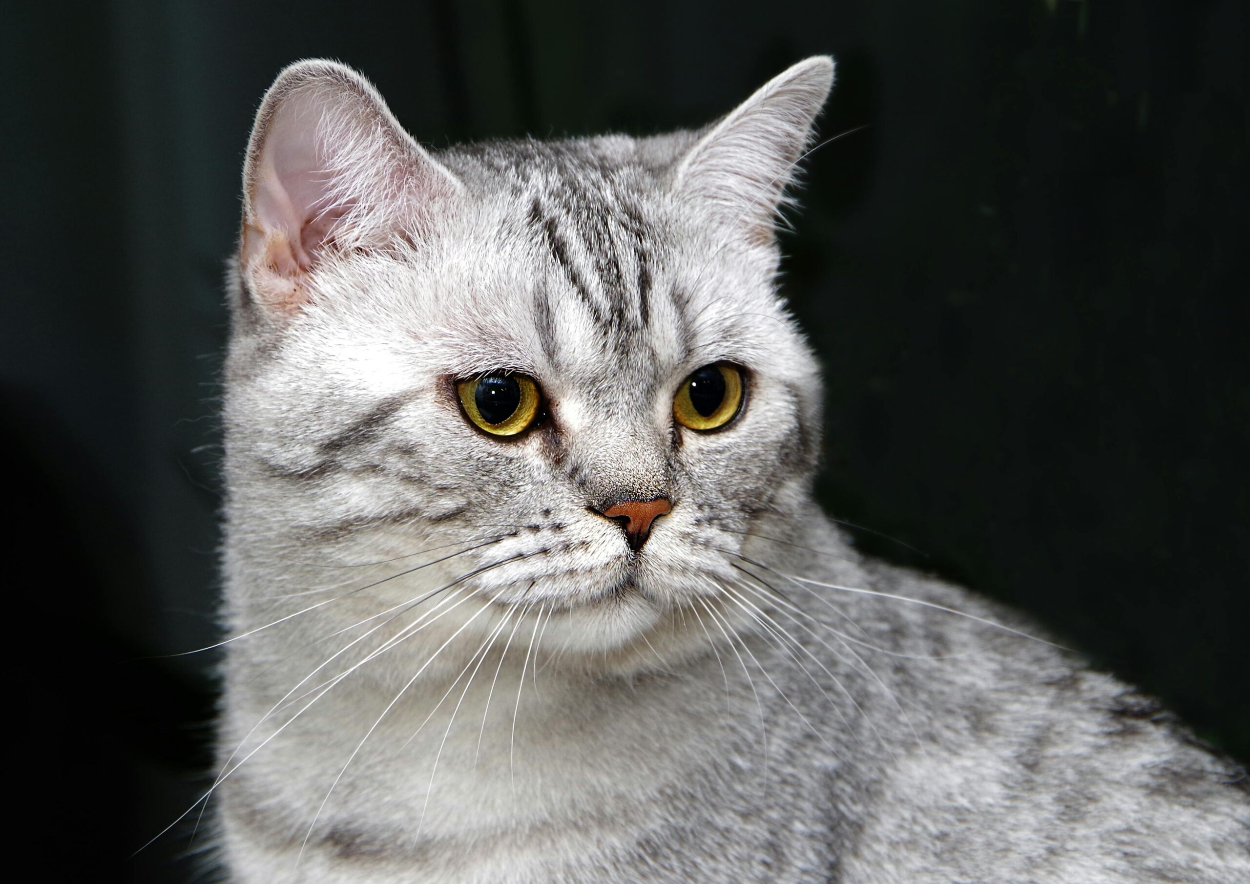 British Shorthair Cat