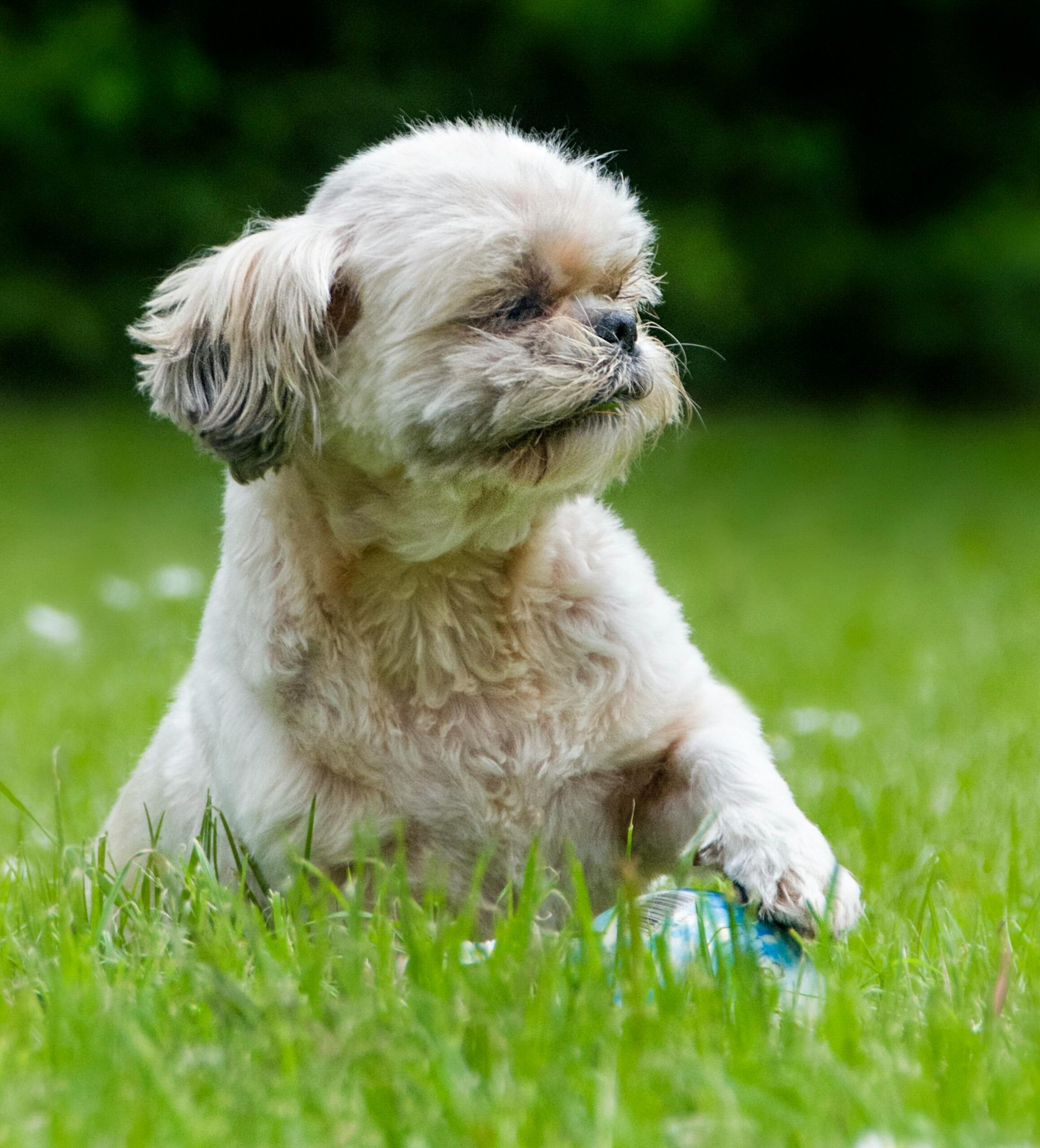 Shih Tzu Puppy for sale in India