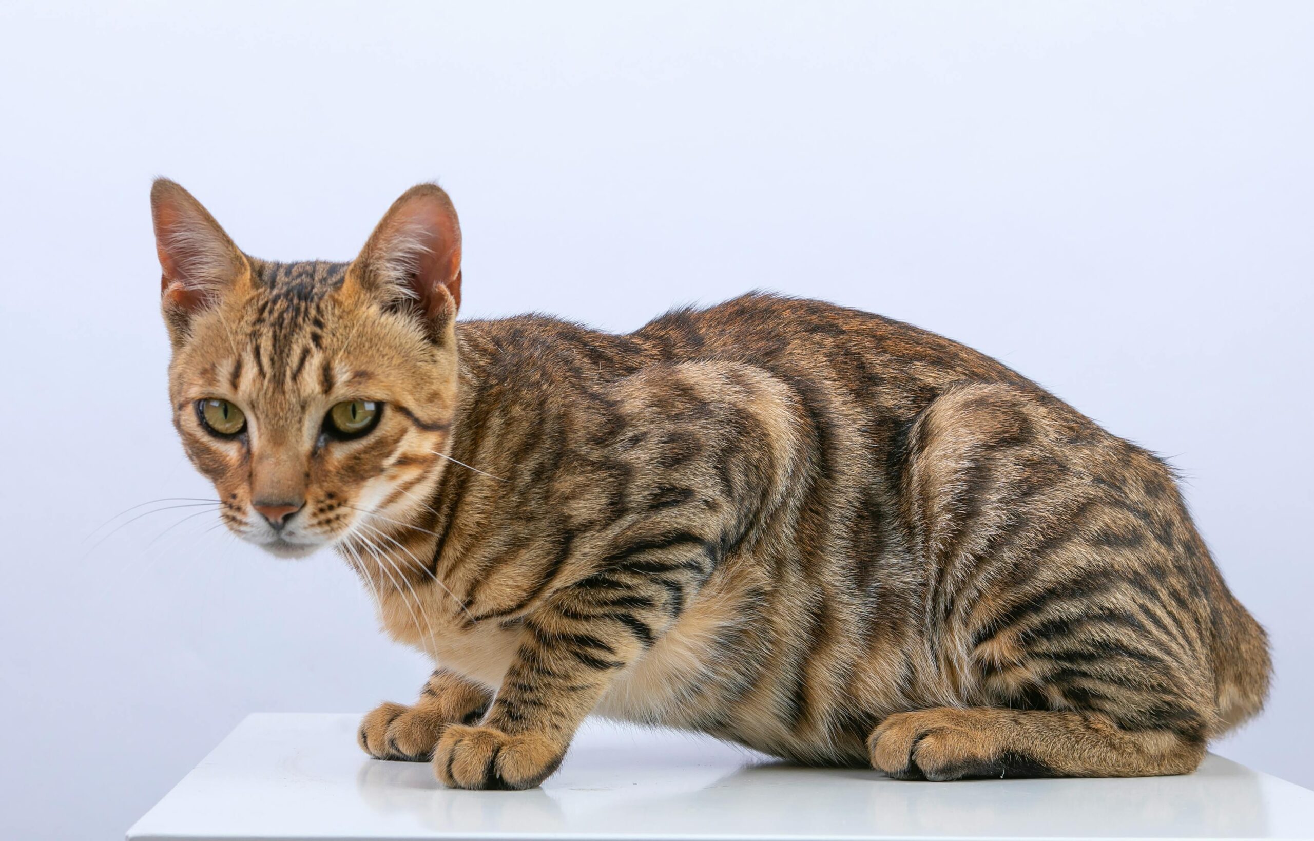 Bengal Cat