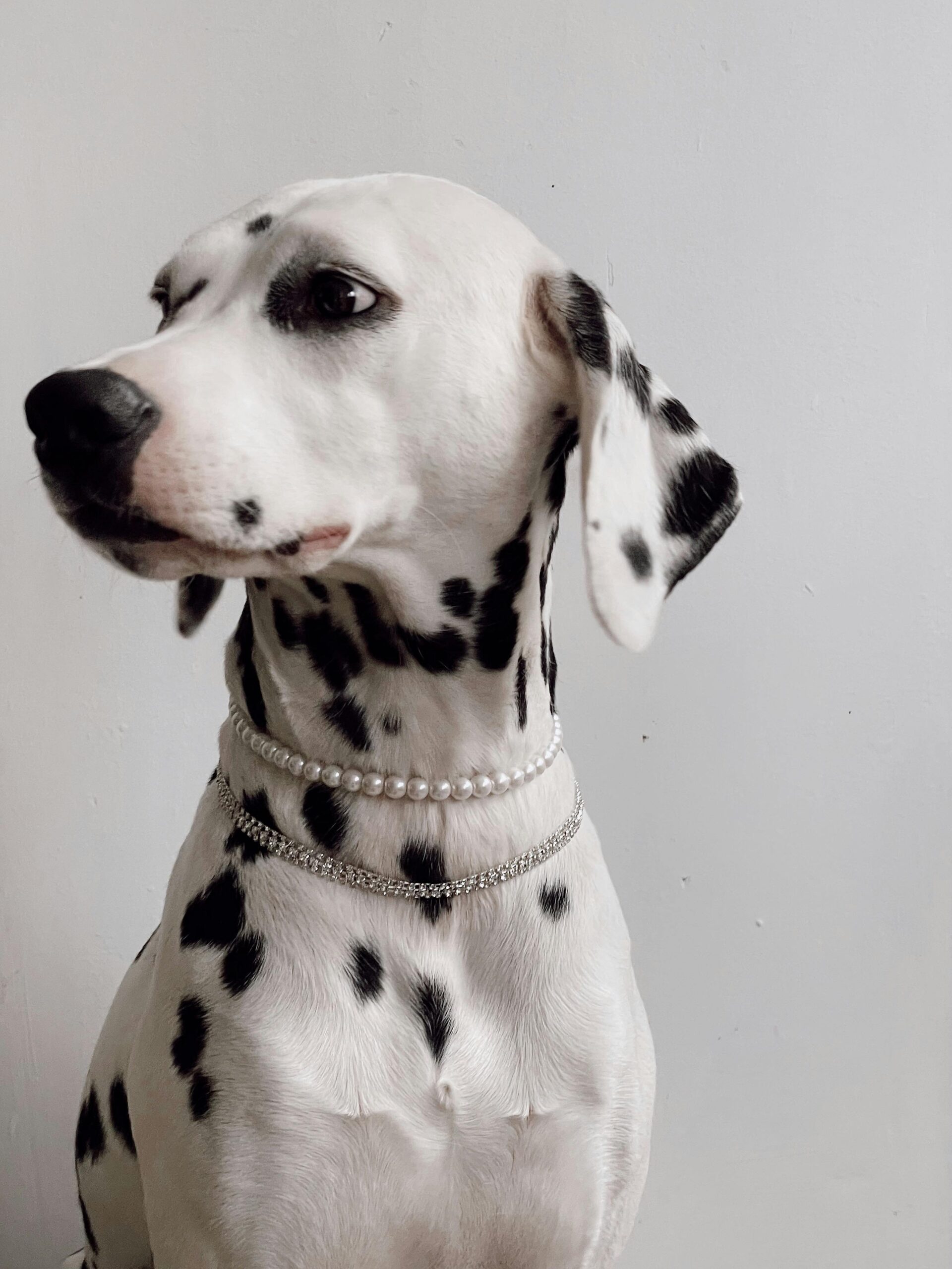 Dalmatian puppy