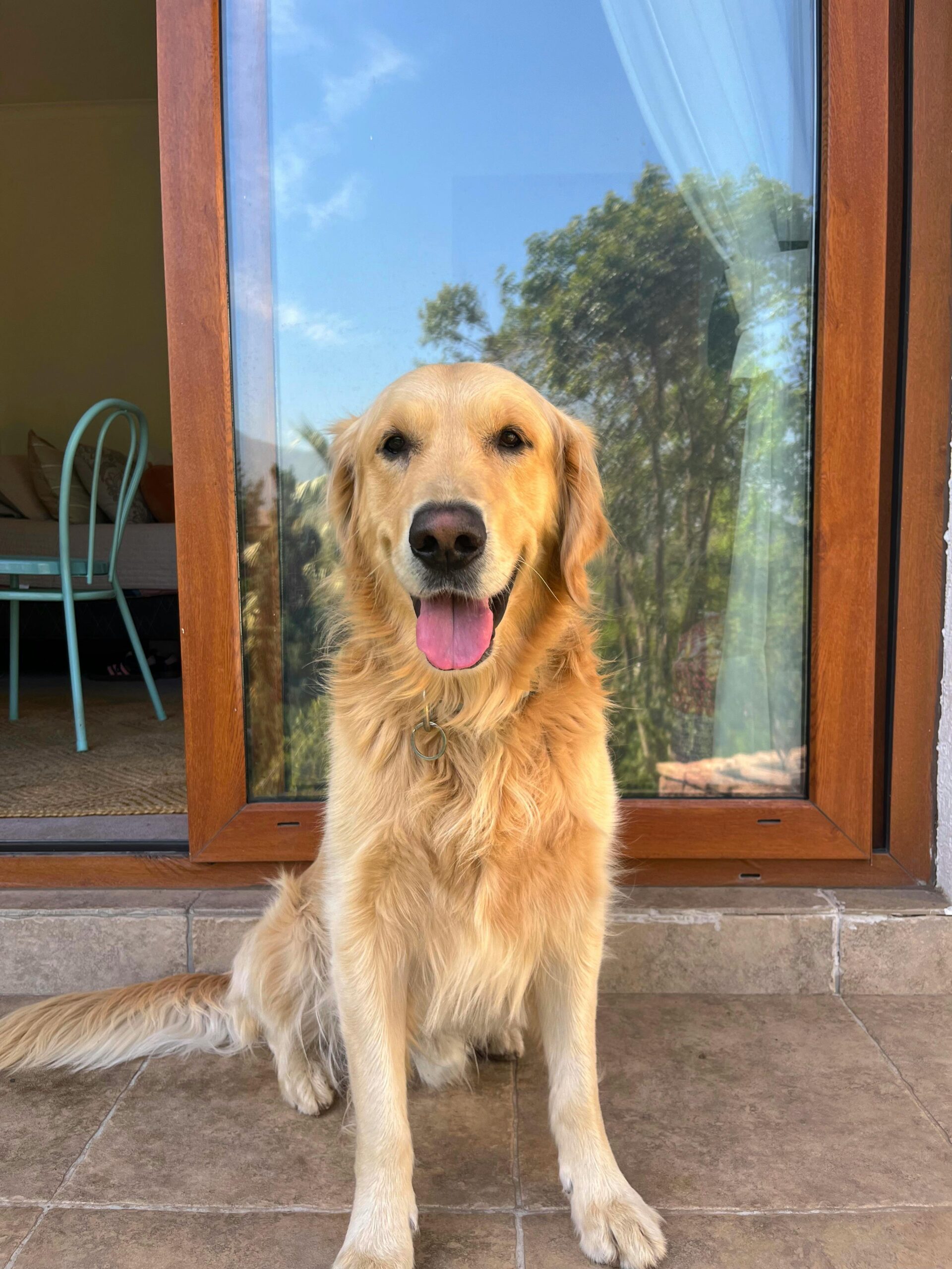 Golden Retriever Puppy for sale in India