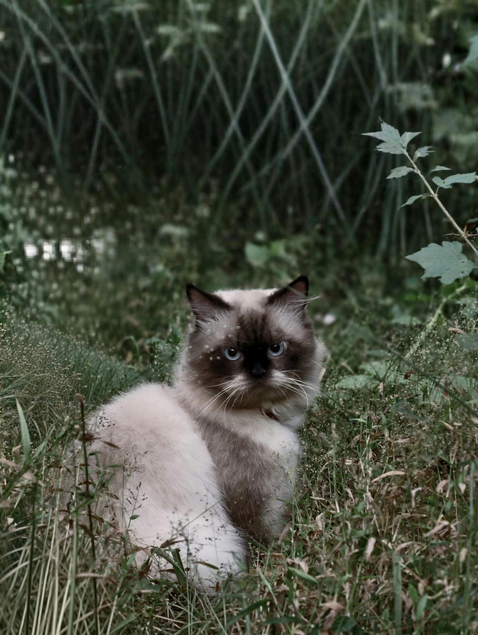 Himalayan Cat