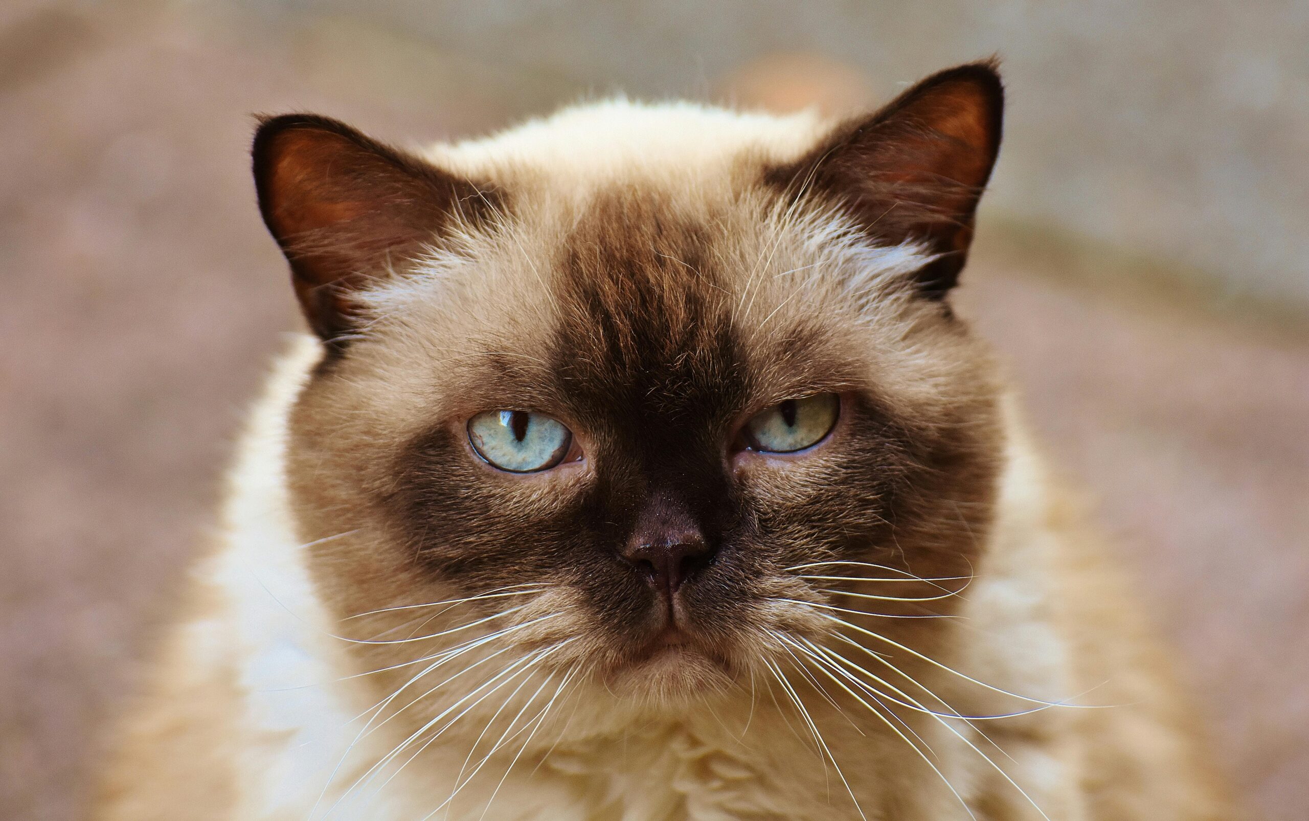 Siamese Cat