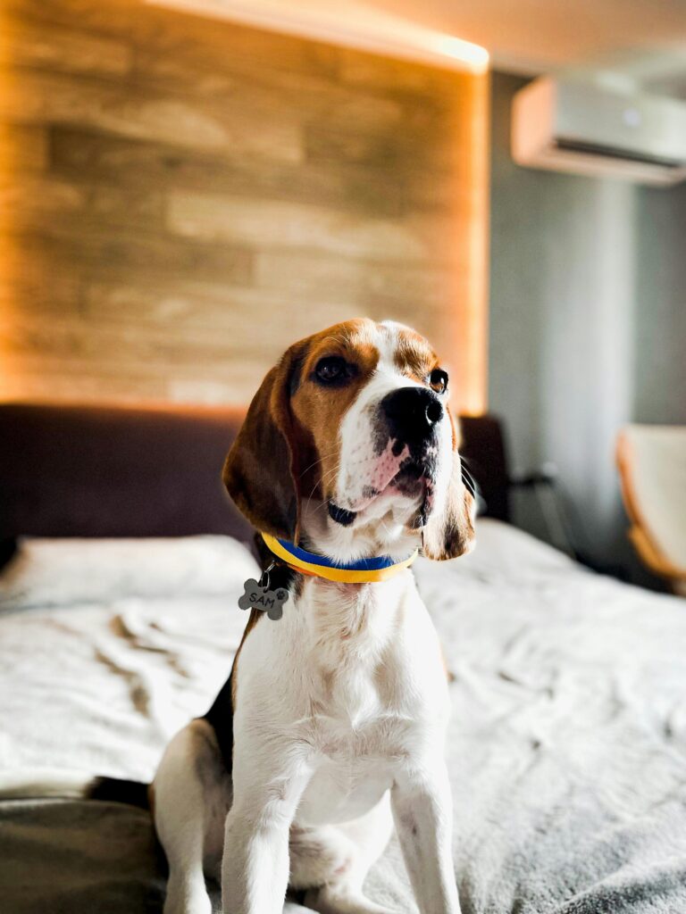 pexels sam boy 277777375 13353080
