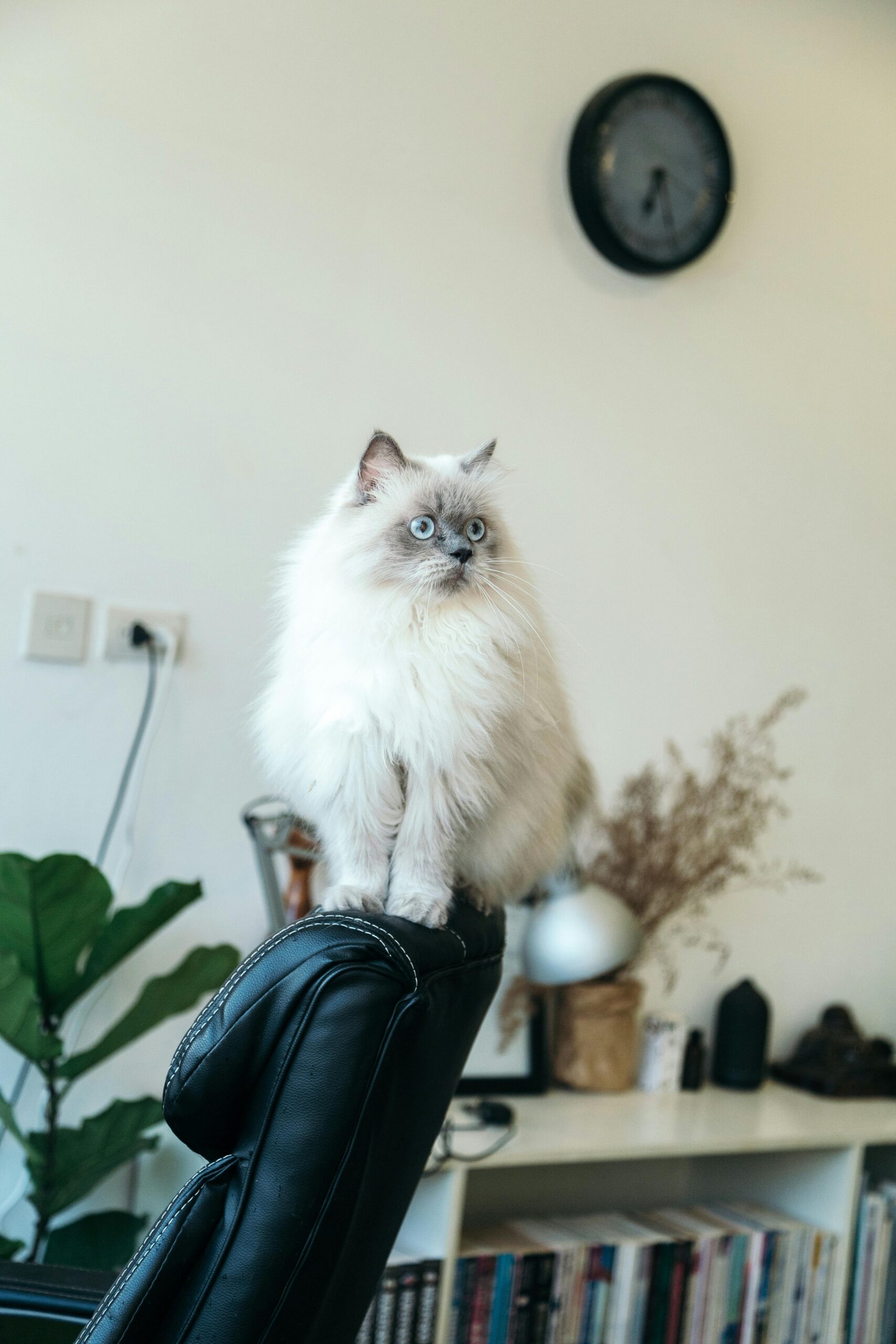 Ragdoll Cat