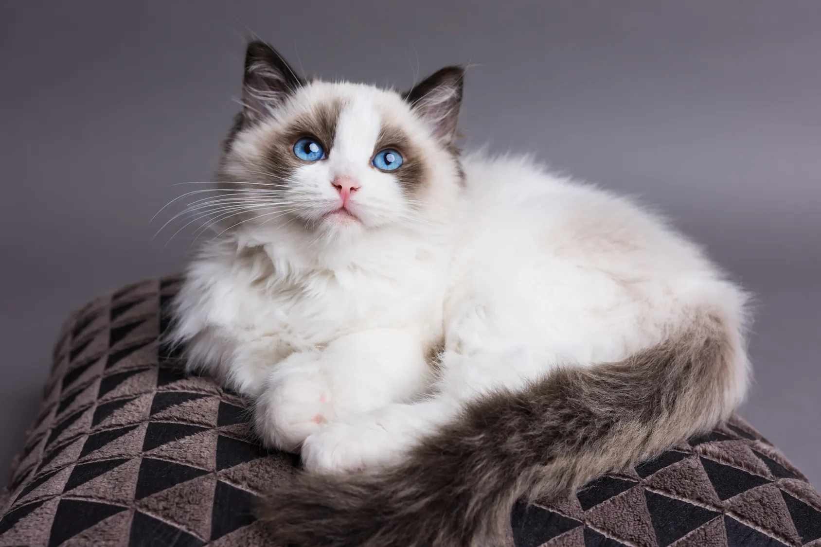 Buy Ragdoll kitten in Noida - GoodPaws