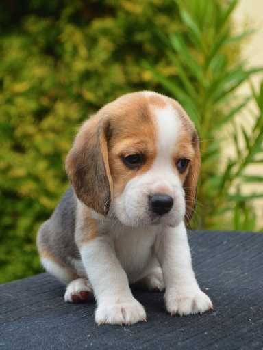 Buy Beagle puppy India