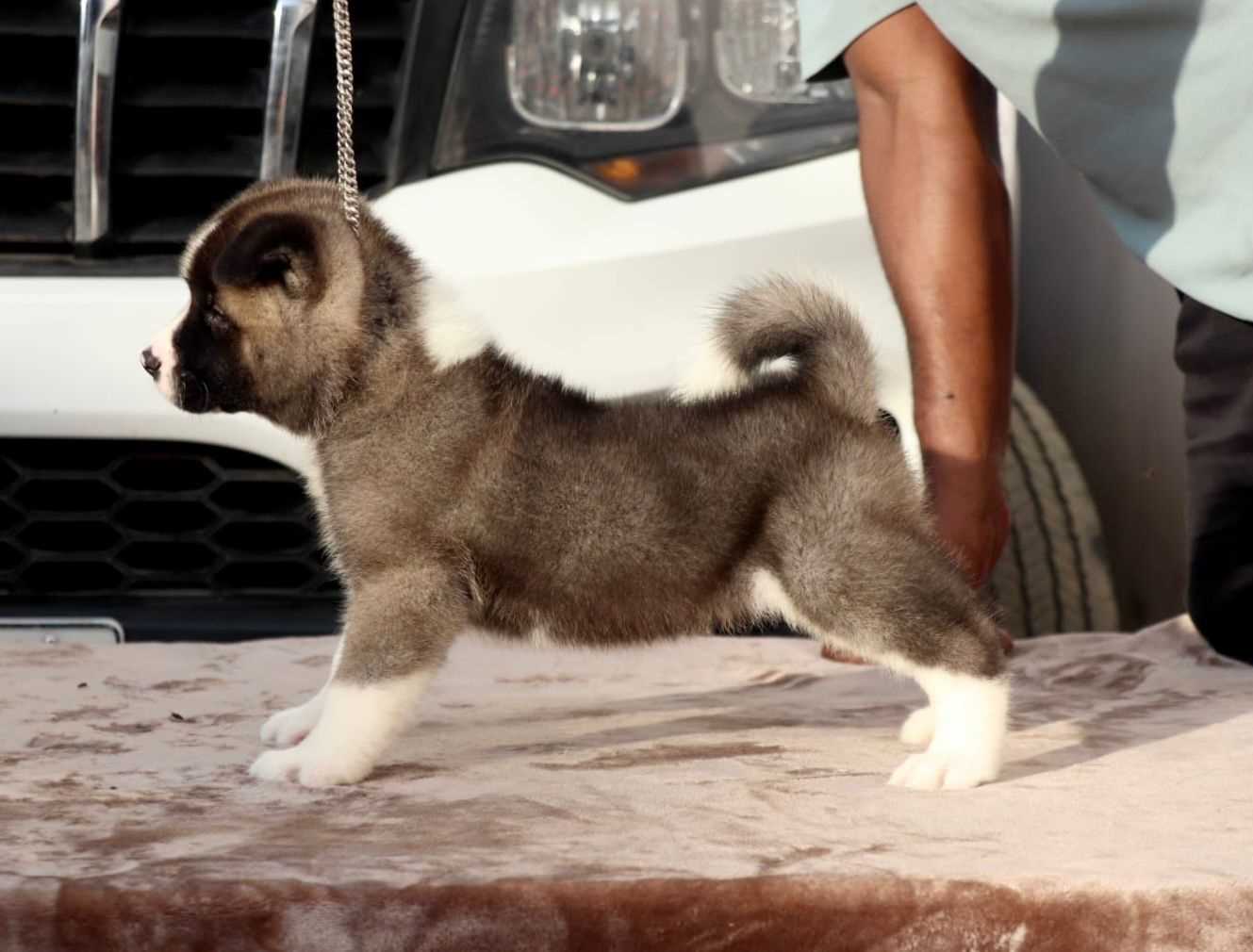 Akita puppy for sale Mumbai - GoodPaws