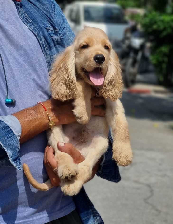 Cocker Spaniel puppy in Pune - GoodPaws