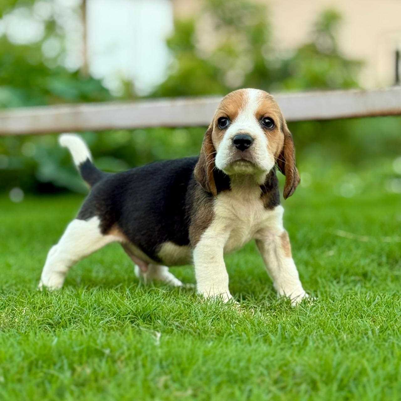 Beagle puppy