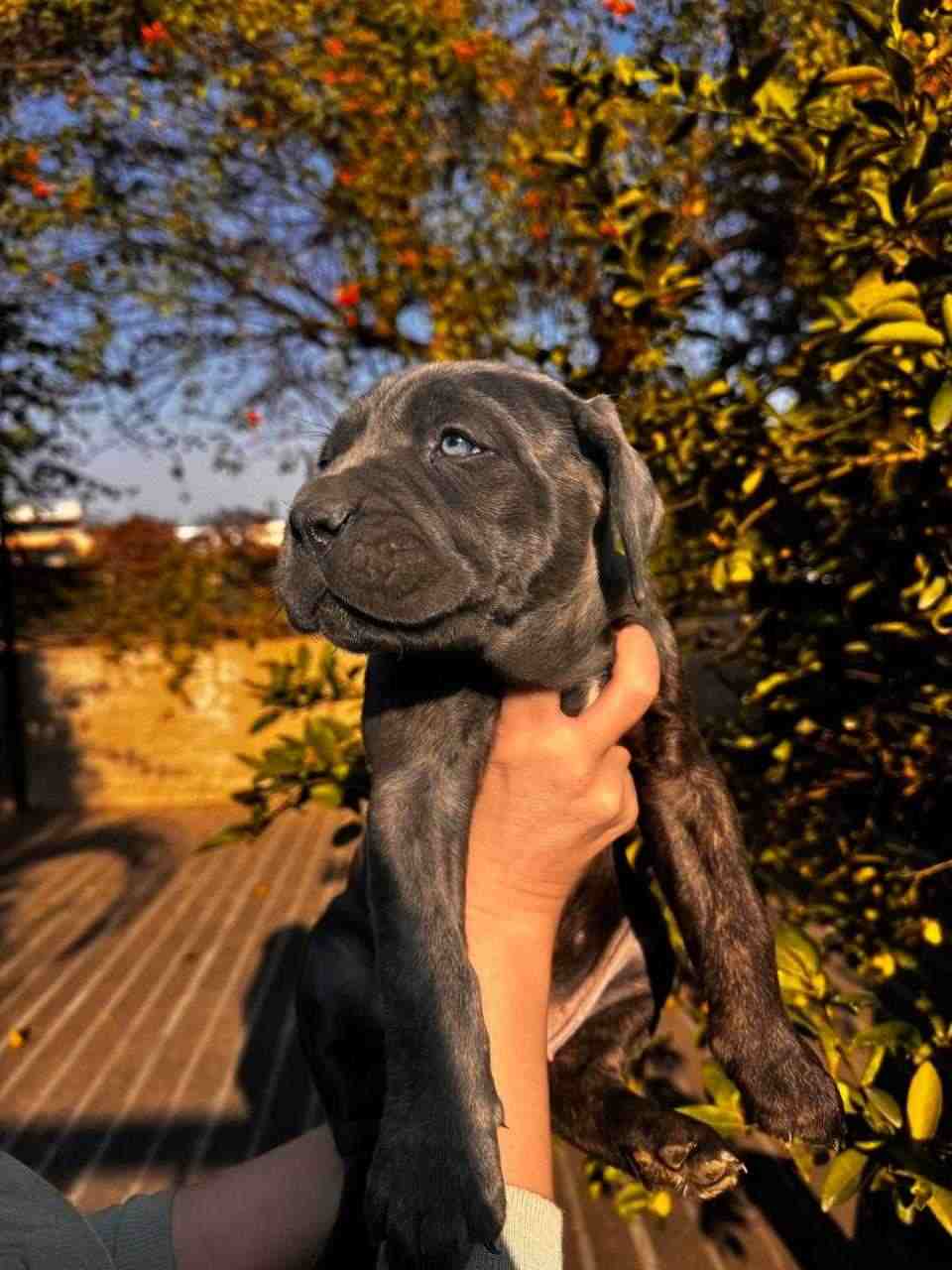 Brindle Cane Corso puppy Ghaziabad - GoodPaws