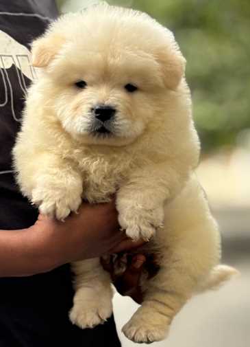 Chow Chow puppy