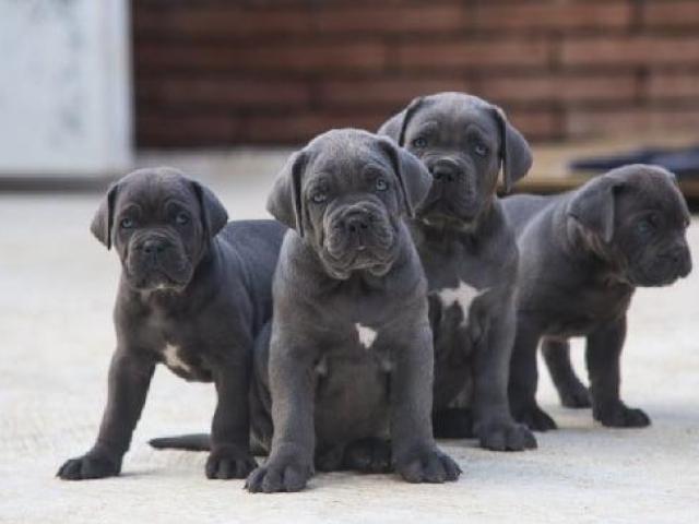 Verified Cane Corso puppy India