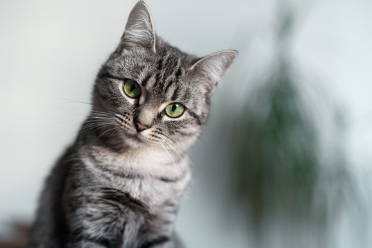 Verified American Shorthair kitten India