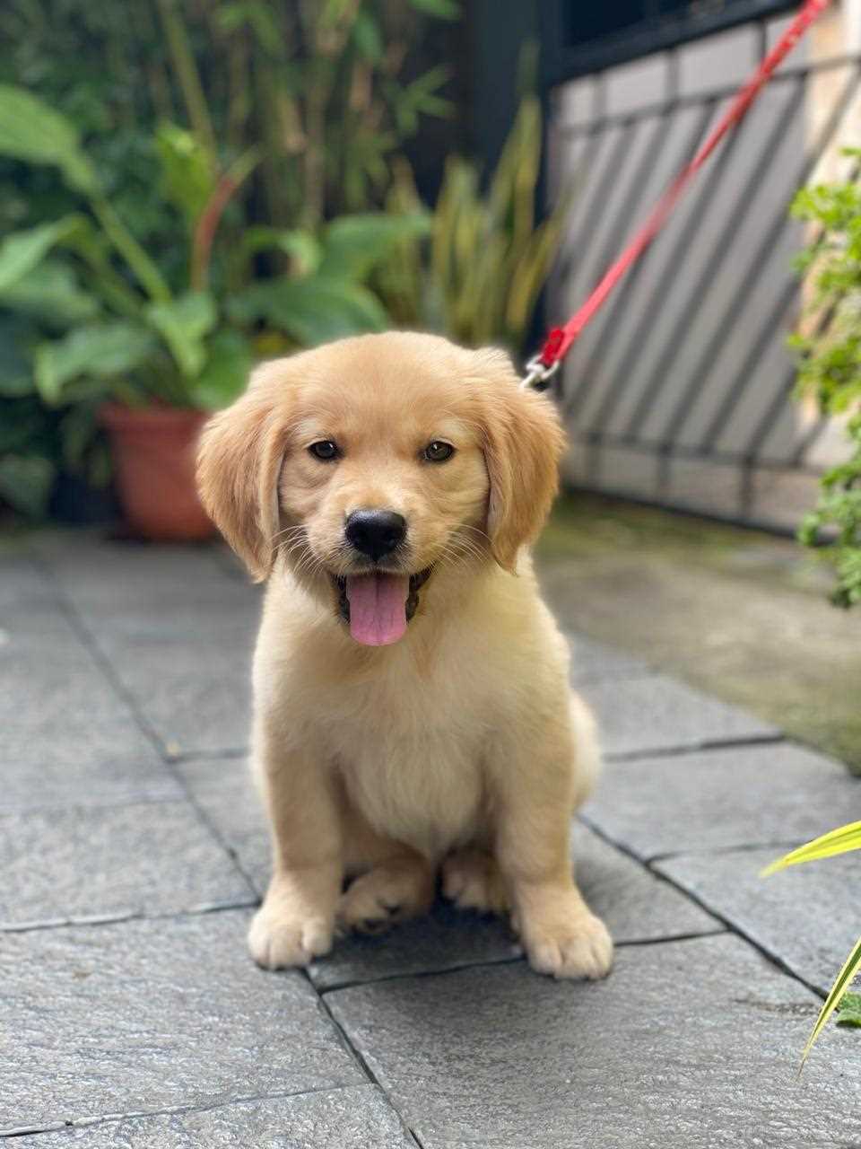 English Cream Golden Retriever puppy Faridabad - GoodPaws