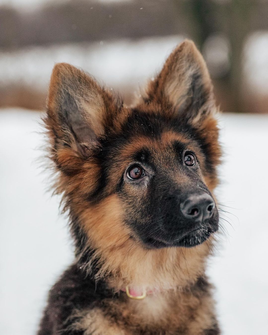 Buy German Shepherd puppy India