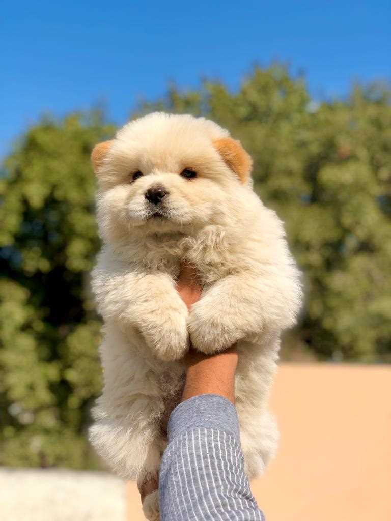 Verified Chow Chow puppy India