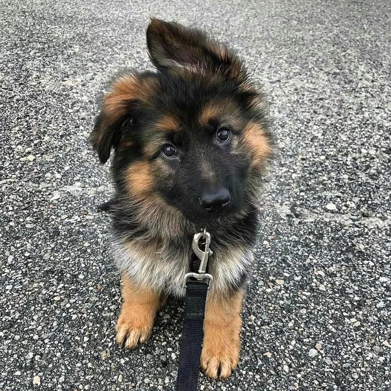 German Shepherd puppy