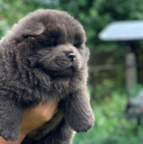 Buy Chow Chow puppy India